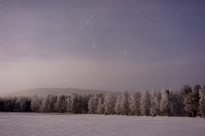 夜间，雪地上长满了树木